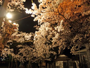 興徳寺の夜桜