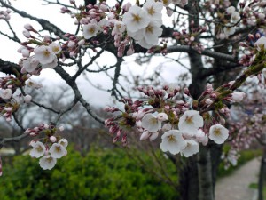 会津若松桜スナップ写真