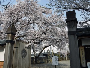 ２０１３年興徳寺の満開の桜