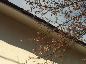 興徳寺の桜が咲き始めました