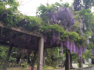 興徳寺の藤の花