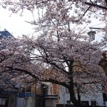 ２０１５興徳寺桜